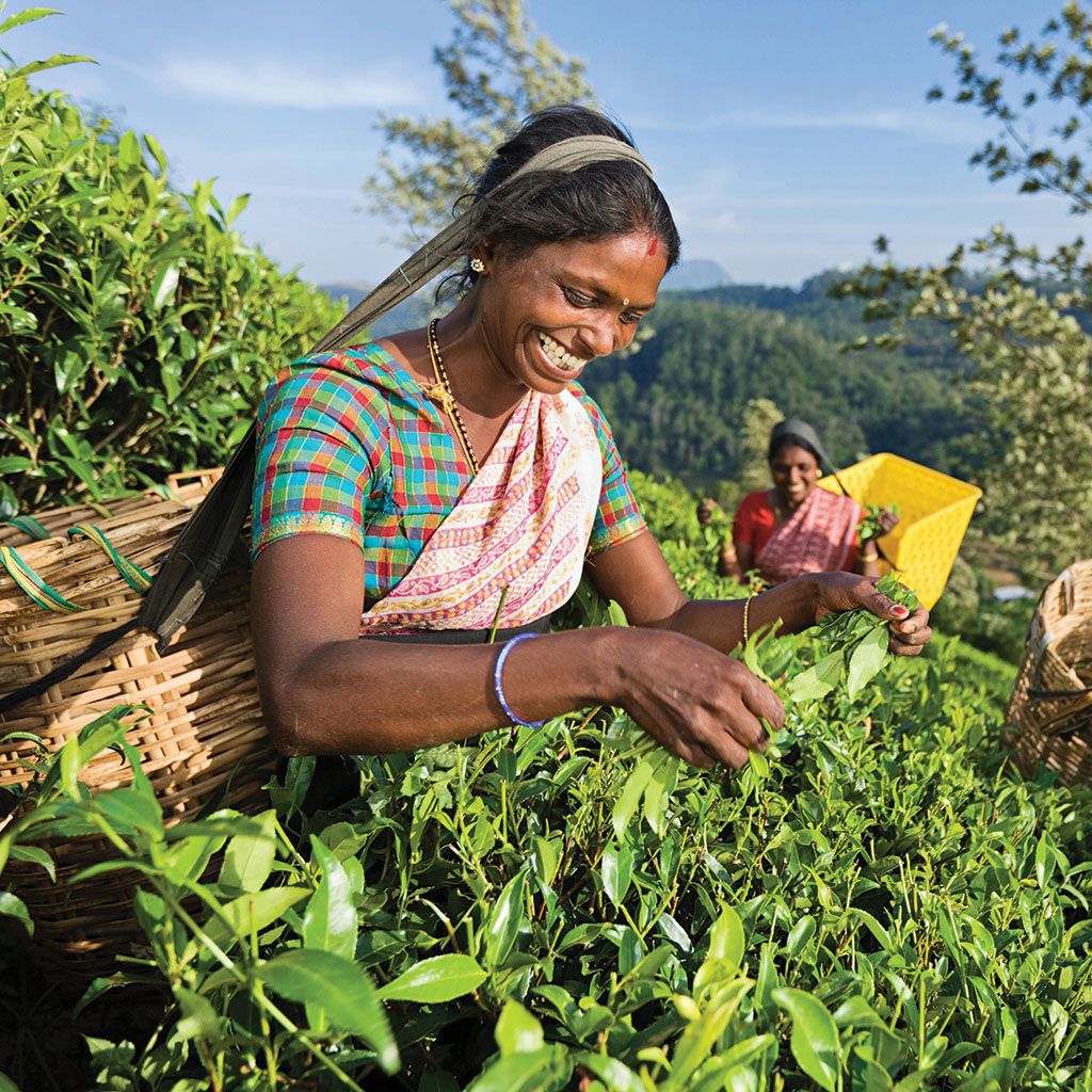 Sri_Lanka_Tea_Picking