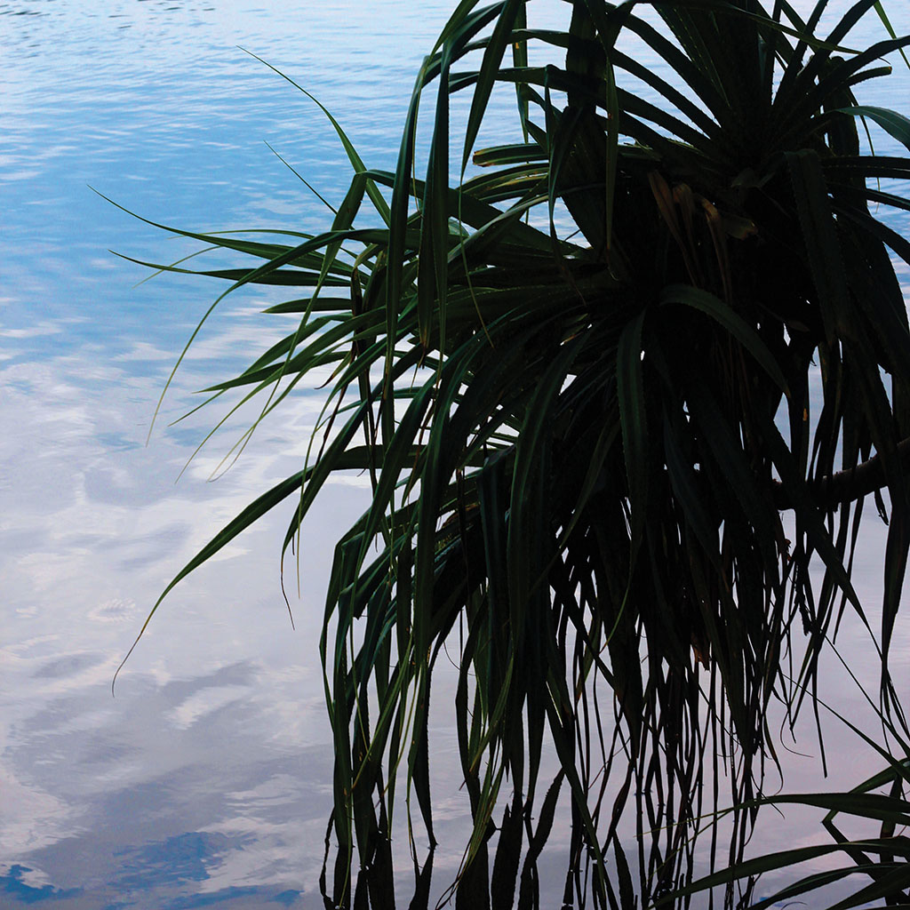 mangroves